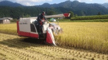 令和３年 兵庫県産 コシヒカリ 送料無料　２５Ｋｇ 玄米　食味検査で特Aです。_画像4