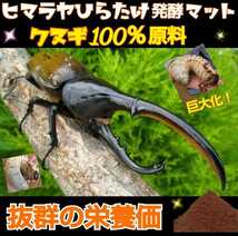 カブトムシ幼虫の餌【改良版】雑虫混入99％なし！産卵にも抜群！クヌギ100％原料発酵マット！栄養価抜群！ビッグサイズに！驚きの食い付き_画像8