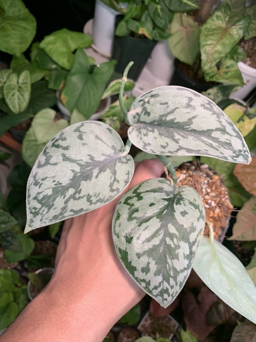 極上 斑入りクワズイモ オキナワシルバー Alocasia Odra Ryuukou 植物 観葉植物 Cpmalaysia Com