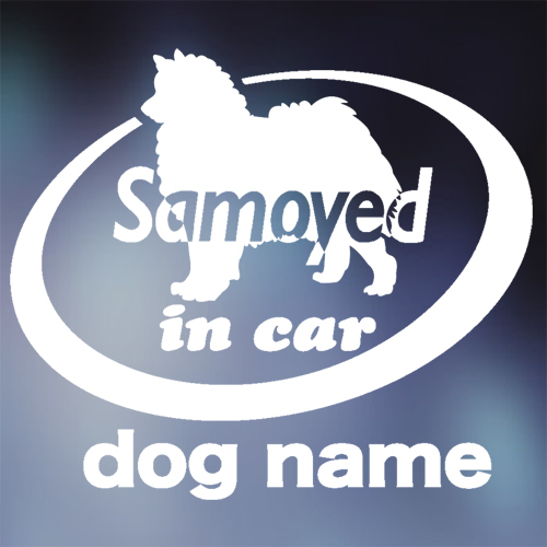 サモエド in car ステッカー。犬ステッカー