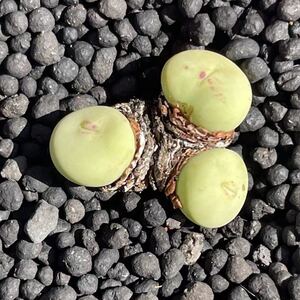 多肉植物 コノフィツム pageae 原種