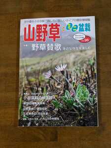 山野草とミニ盆栽　　特集　野草賛歌　身近な存在を楽しむ