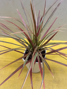  dracaena ( navy blue sinne)toli color Rainbow potted plant 