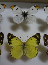 蝶の標本　キチョウ2種　ペア　箱付き_画像3
