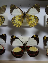 蝶の標本　カザリシロチョウ　セット　箱付き_画像3