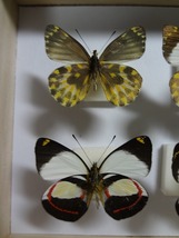 蝶の標本　カザリシロチョウ　セット　箱付き_画像2