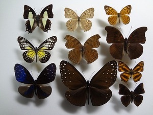 蝶の標本　セット　