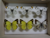 蝶の標本　キチョウ2種　ペア　箱付き_画像1