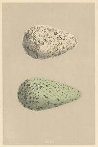 ☆アンティーク図版 「鳥の卵の図版」リトグラフ イギリス1875年☆ 4