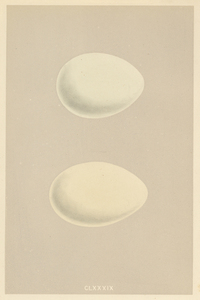 ☆アンティーク図版 「鳥の卵の図版」リトグラフ イギリス1875年☆ 12