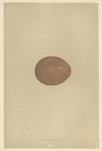 ☆アンティーク図版 「鳥の卵の図版」リトグラフ イギリス1896年☆ 2