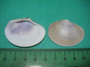 天然採取の貝殻　「コダマガイ」　標本Ｓ１３　超美品