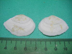 天然採取の貝殻　「リュウキュウシラドリガイ」Ａ　標本Ｓ１３　超美品