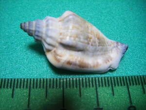 天然採取の貝殻　「正式名不明」　標本Ｓ１２　超美品　０９