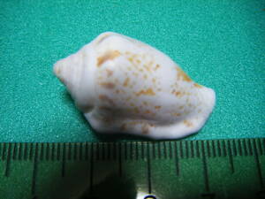  natural . taking. shell [ formal name unknown ] specimen S12 super-beauty goods 11