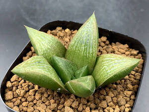 ヤフオク ハオルチア錦帯橋 の落札相場 落札価格 ヤフオク ハオルチア錦帯橋 の落札相場 落札価格