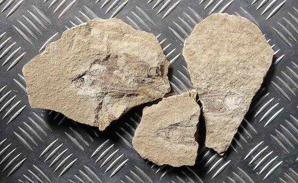 中国産魚類化石3Ｐ