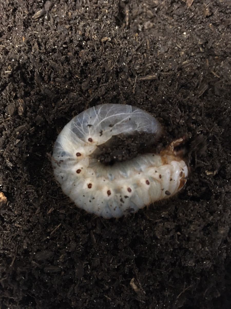 カブトムシ 幼虫 100匹 国産 岡山県 岡山市産 WD 天然 10 www ...