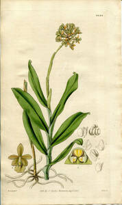 1828年 手彩色 銅版画 Curtis Botanical Magazine No.2844 ラン科 エピデンドルム属 EPIDENDRUM FUSCATUM