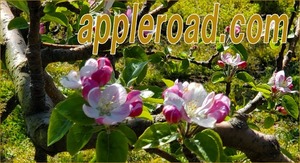トップレベルドメイン appleroad.com アップルロード リンゴ並木 林檎の里 超稀少 個人所有 完全未使用