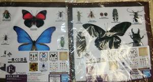  most lot insect world. insect .......! F. towel 2 kind set 