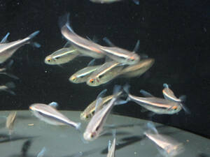  free shipping * black neon Tetra approximately 2cm rom and rear (before and after) 20 pcs set 
