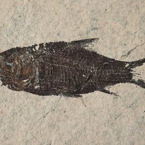 江漢魚◆有名な魚化石 ×3セット #73960 化石 工芸品 アクセサリー 水槽の画像3
