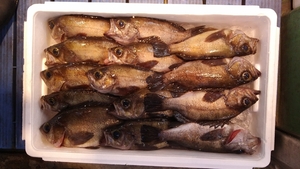 （魚）クロメバル鮮魚2.0k7~10匹入り