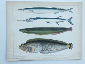 ペリー提督日本遠征記より 魚類プレート3 オリジナル石版画