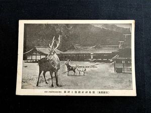 【戦前絵葉書・広島】安芸宮島 厳島神社 鏡池と神鹿