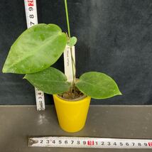 期間限定30 Off 観葉植物 ホヤ 248 Hoya 待望の再入荷 とても Inflata 超珍品 その他 期間限定30 Off 観葉植物 ホヤ 248 Hoya 待望の再入荷 とても Inflata 超珍品 その他