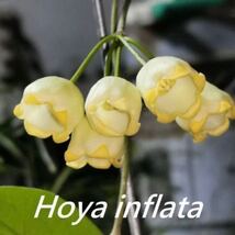 期間限定30 Off 観葉植物 ホヤ 248 Hoya 待望の再入荷 とても Inflata 超珍品 その他 期間限定30 Off 観葉植物 ホヤ 248 Hoya 待望の再入荷 とても Inflata 超珍品 その他
