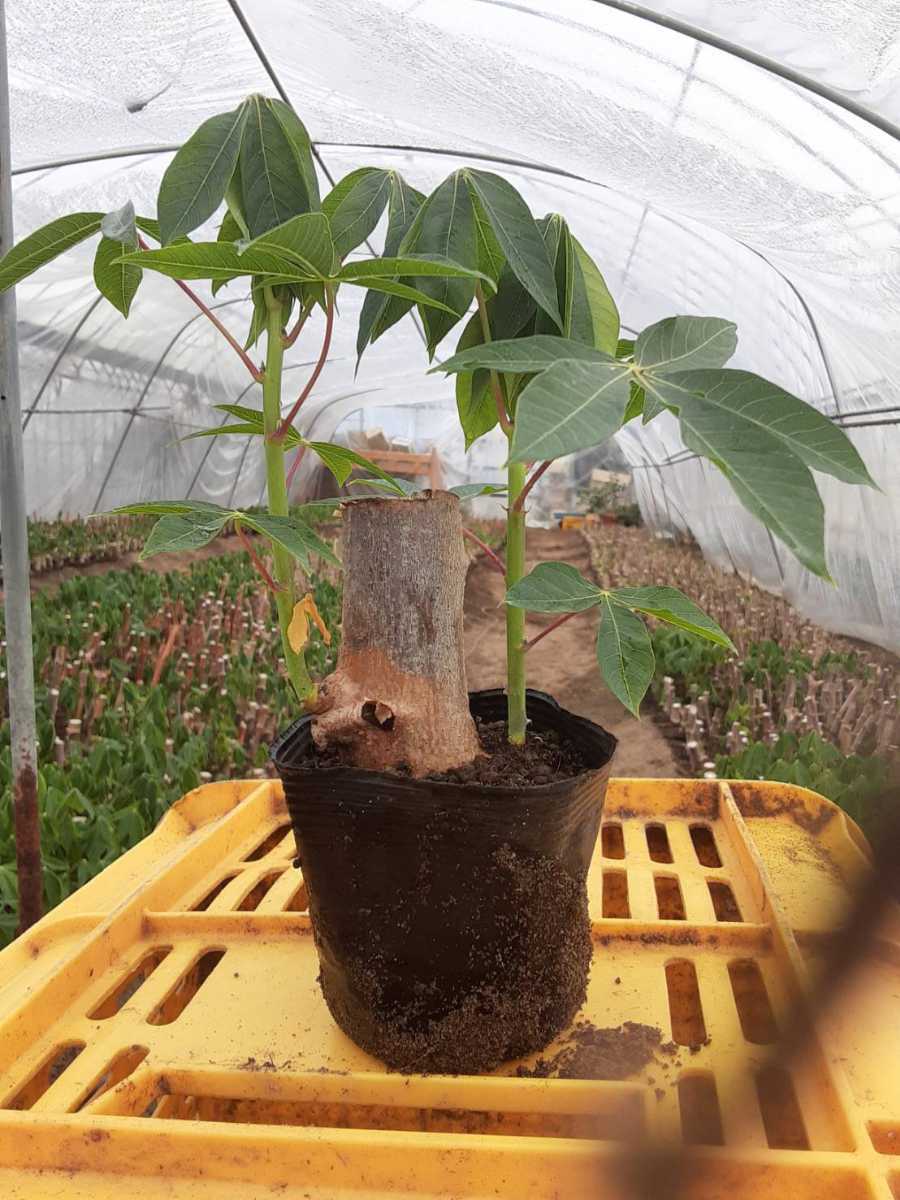 男性に人気! キャサバ生芋20きろ - 野菜 - www.smithsfalls.ca 男性に人気! キャサバ生芋20きろ - 野菜 - www.smithsfalls.ca