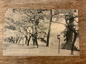 ■送料無料■ 石川県 金沢市 兼六園 桜 景色 風景 絵葉書 古写真 写真 印刷物/くSIら/FF-2328