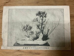 ■送料無料■ 正風盛花家元 小島松影軒蔵版 松 華道 絵葉書 写真 印刷物 古写真/くNAら/PP-423