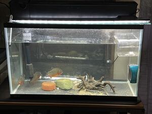 ヤフオク 水槽上部フィルター 60cm 水槽 の落札相場 落札価格 ヤフオク 水槽上部フィルター 60cm 水槽 の落札相場 落札価格