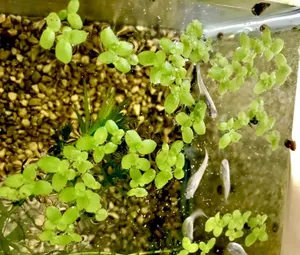 ヤフオク 金魚 水槽 おしゃれ 住まい インテリア の落札相場 落札価格 ヤフオク 金魚 水槽 おしゃれ 住まい インテリア の落札相場 落札価格