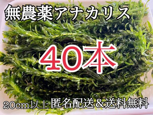 送料無料 40本20cm以上 無農薬アナカリス(オオカナダモ)アクアリウム餌水草 メダカ 金魚草 金魚藻 ザリガニ エビの餌 寒さ対策