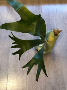 ビカクシダ コウモリラン 観葉植物 ガーデニング インテリア platycerim 送料無料 鉢植え 安定 葉っぱ 花 ラン 蘭