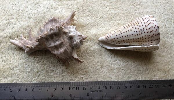 貝殻　2種　オブジェ 置き物　標本