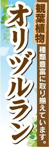 のぼり　ガーデン　観葉植物　オリヅルラン　種類豊富に取り揃えています。　のぼり旗