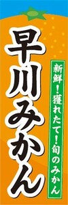 のぼり　みかん　蜜柑　ミカン　早川みかん　のぼり旗