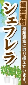 のぼり　ガーデン　観葉植物　シェフレラ　種類豊富に取り揃えています。　のぼり旗