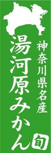 のぼり　のぼり旗　神奈川県名産　湯河原みかん