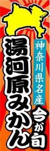 のぼり　のぼり旗　神奈川県名産　今が旬　湯河原みかん