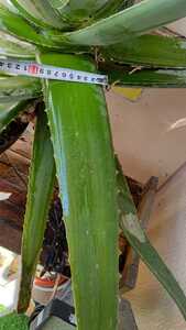 Yahoo Auctions Yahoo Auctions