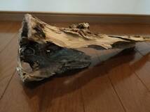 ☆天然流木 水槽 １点物 アクアリウム オブジェ アート 49×16.5×12cm 大和川 爬虫類 トカゲ ヘビ インテリア 魚 めだか 隠れ家 大型_画像4