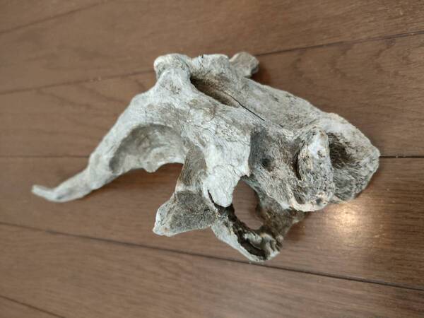 ☆天然流木 水槽 1点物 アクアリウム オブジェ アート 29×13.5×11cm 大和川 爬虫類 トカゲ ヘビ インテリア 魚 めだか 隠れ家