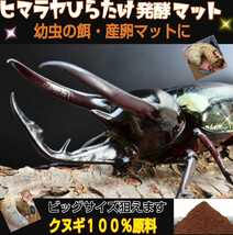 カブトムシ幼虫の餌にはコレです【改良版】ヒマラヤひらたけ発酵マット☆産卵マットにも！栄養価抜群☆コバエ、雑虫湧きません☆5リットル_画像8