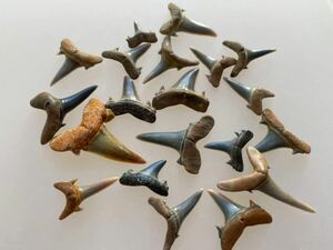 サメの歯　化石　#900 20点セット　ベルギー産　オオワニザメ　サメ　鮫　歯